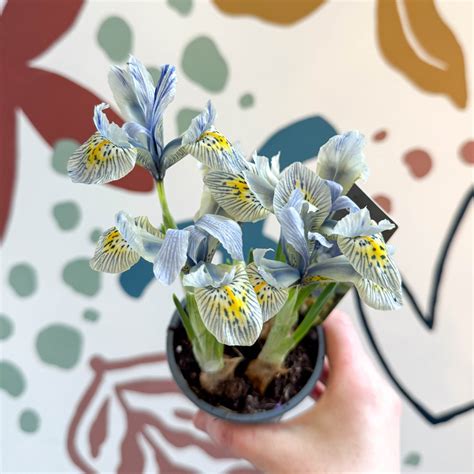 Iris ‘Katharine Hodgkin’ - Potted Blue Dwarf Iris – Sprouts of Bristol