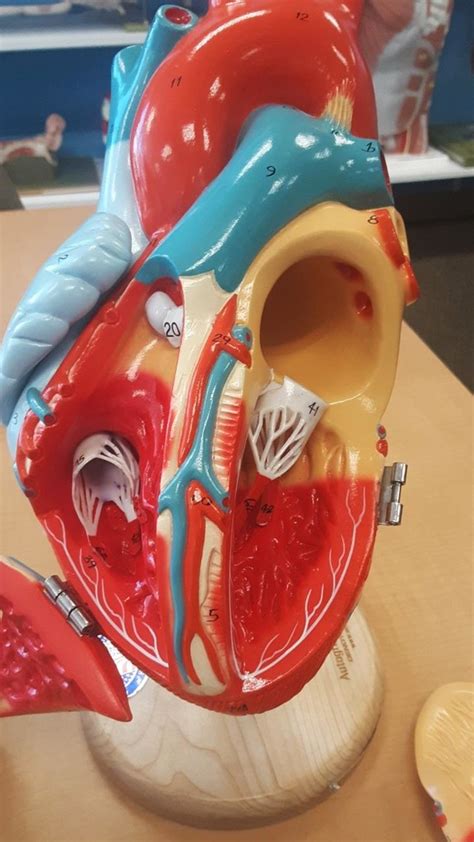 iside of the heart Diagram | Quizlet