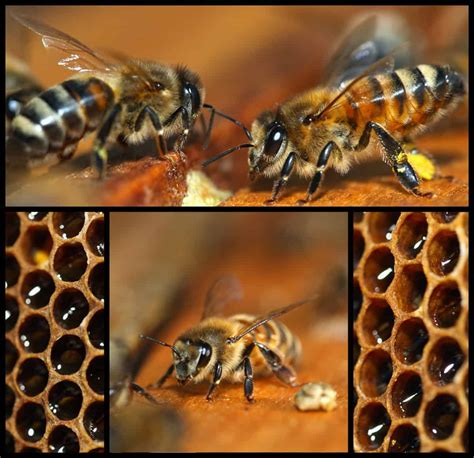 What Is A Beehive - Discover The Secrets - Carolina Honeybees