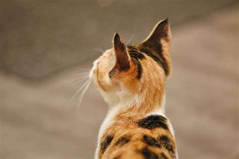 How Old For Neutering Kitten ? - 2026