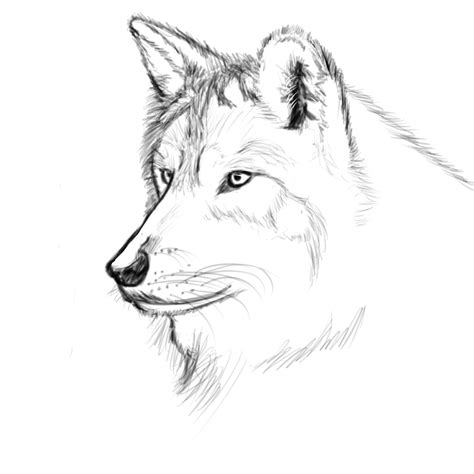 Realistic Wolf Sketch — Weasyl