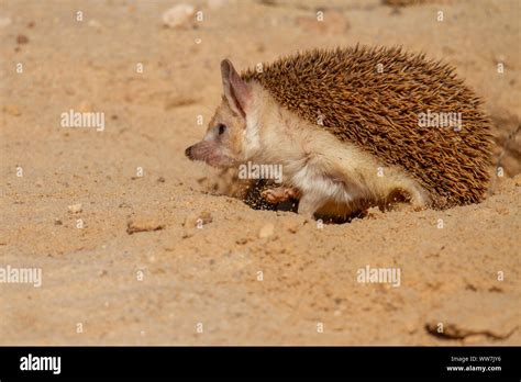 Long eared hedgehog hi-res stock photography and images - Alamy