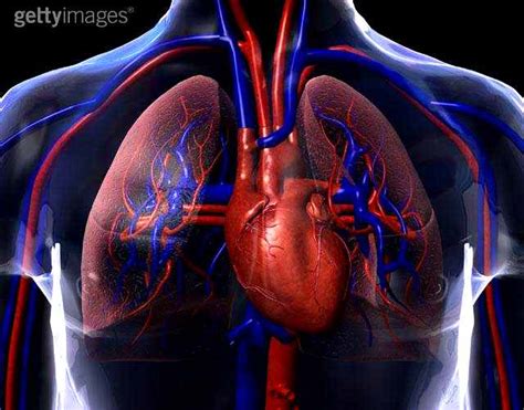 O Que É Cardiorrespiratório - Conhecendo o seu corpo!: Sistema cardiorrespiratório, como funciona?