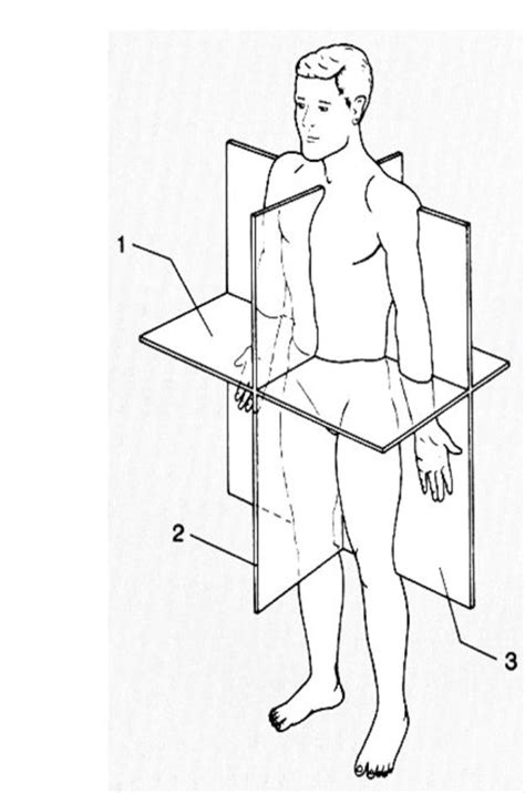 planes  orientation diagram quizlet