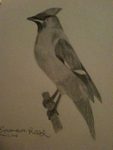 Waxwing | Painting, Drawings, Art