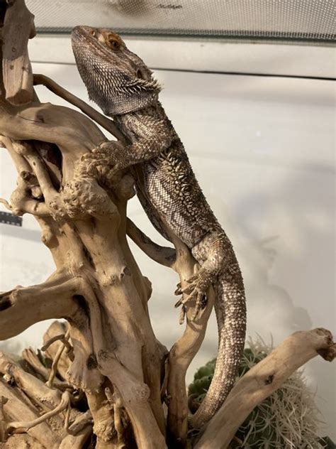 Bradata Agama - fant - podarimo