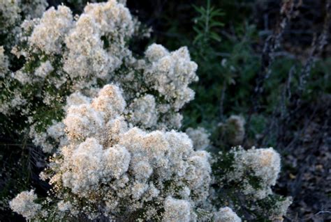 A photo, A thought............: Plant: Dominant chaparral flora....