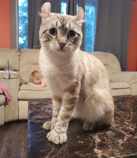 Highlander Cats For Sale - CAT DKO