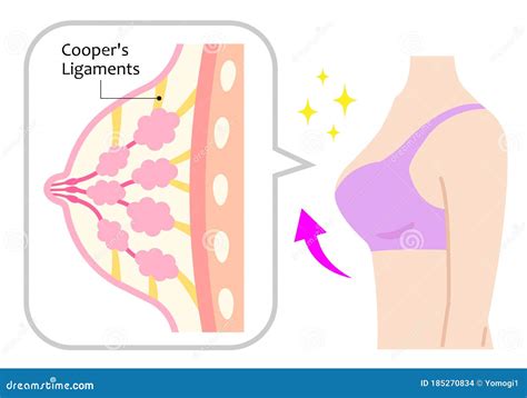 diagram  sagging  beautiful breasts  womanaeurs upper body