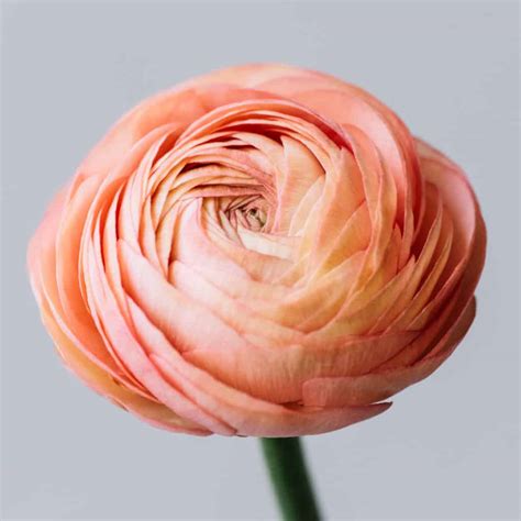How to Arrange Ranunculus Blooms - Cascade Floral Wholesale