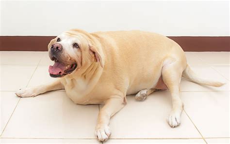 fat-dog - Vet Practice Magazine