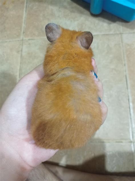 Please help! Hamster fur loss : r/hamstercare
