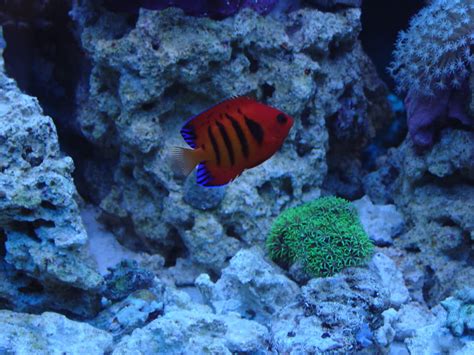 Dwarf Flame Angelfish - Reef Aquarium