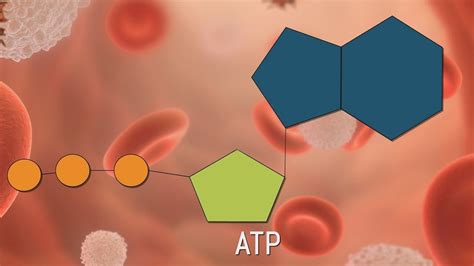 atp izimpawu imisebenzi ukubaluleka nokudalwa