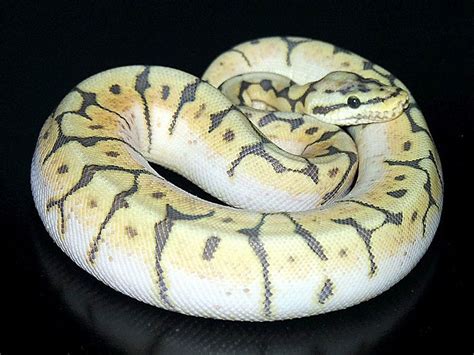 Humble Bee - Morph List - World of Ball Pythons