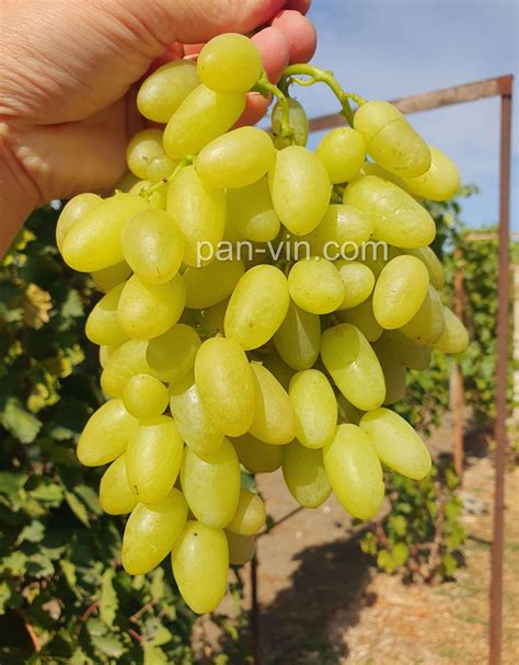 Кишмиш Джавелин — pan-vin.com