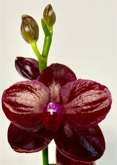 Phalaenopsis Sogo Relex ‘Sogo F1671’ – Orchid Classics
