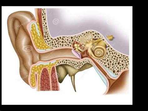 Noise In Ears When Lying Down – Tinnitus Over