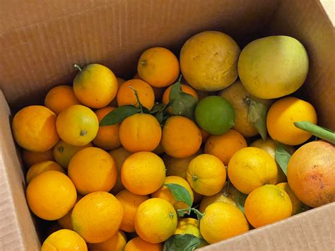 Valencia Juicing Oranges- 1 Dozen – The Orchard Operating Company