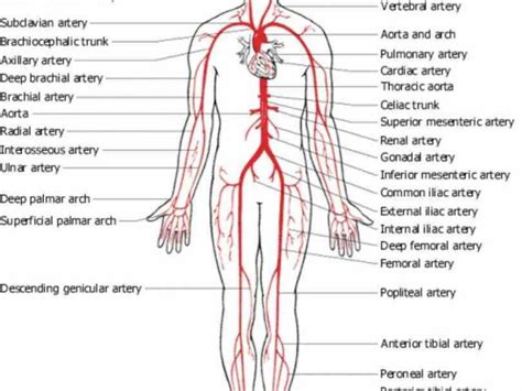 detailed diagrams and information ir Arteries And Veins Anatomy Diagram para anatomy of arteries ...