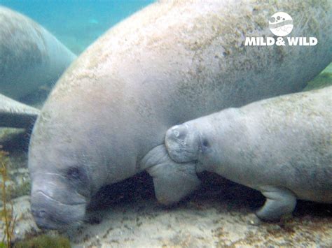 River Ventures | Private Manatee Group Tour | Crystal River