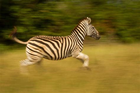Zebras
