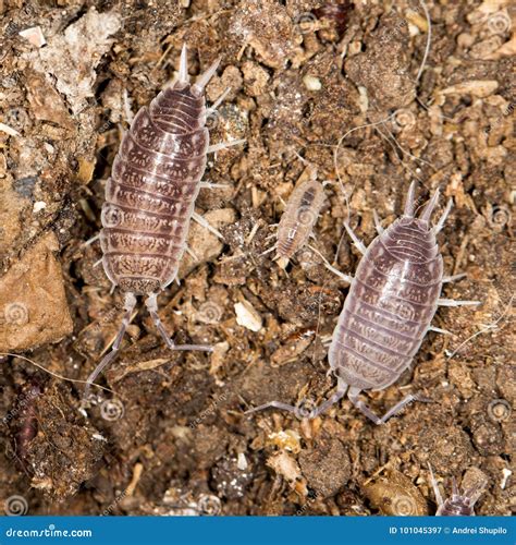 Beetle Wood Texture Stock Photography | CartoonDealer.com #7113200