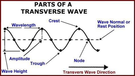 draw  diagram  transverse wave  labelled  brainlyin