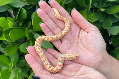 Snakes As Pets