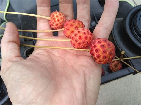 Edible dogwood fruit : r/foraging