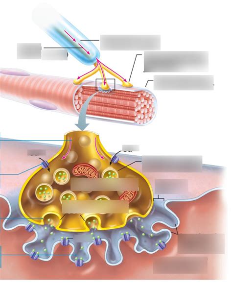 neuromuscular junction labeling Diagram | Quizlet