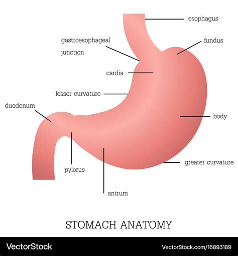 stomach anatomy  wallpapers
