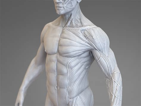 Anatomy study :: Behance