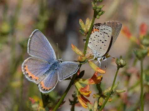 On Gossamer Wings: The Lycaenidae Butterflies - Native Plant Nursery | Novato | Home Ground Habitats