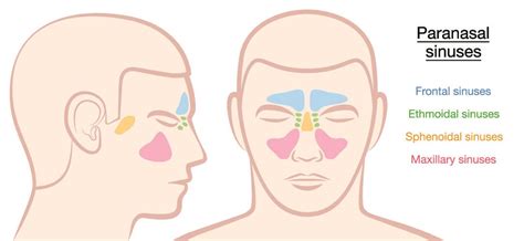 Paranasal Sinuses - The Definitive Guide | Biology Dictionary