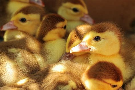 ducklings pictures   images  unsplash