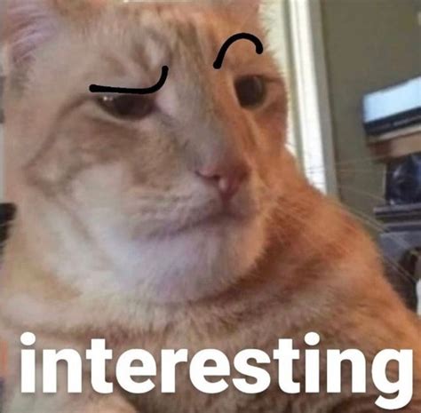 Pin van Haley Decker op Memes | Honden, Katten, Tikibar