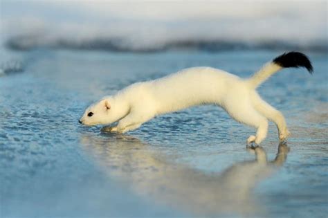 ermine animal pictures   animals