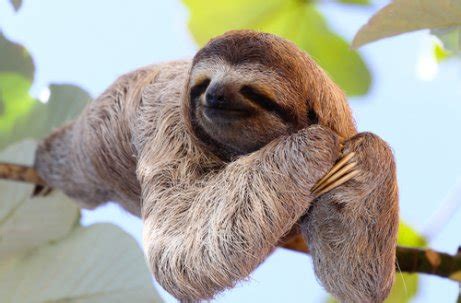 Animal Que Dorme Muito - Os 5 animais que mais dormem no mundo - Meus Animais