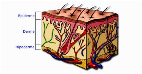 Derme E Epiderme E Hipoderme - Hipoderme: o que é, funções e histologia - Toda Matéria