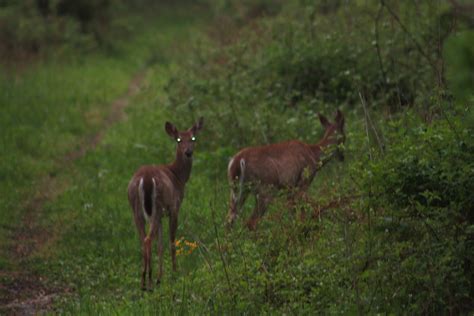 NWI Dunes: Wildlife at the Indiana Dunes State Park Nature Center, and ...