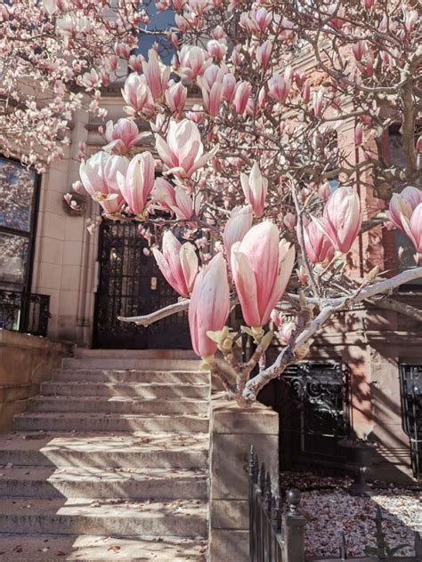 Magnolia Trees in Boston: Where to Find Them
