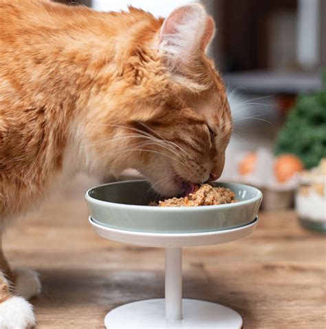 6 Best Cat Foods for Sensitive Stomachs – Tuft & Paw