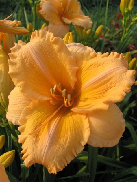 Discover 70 Different Daylily Varieties | Flowers nature, Beautiful ...