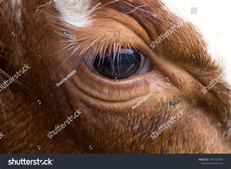 Cow Eyes