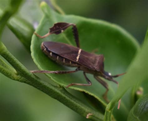 leaffooted bug control insecticide solutions  orchard  field