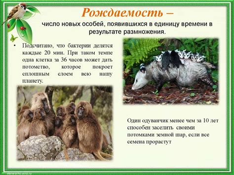 Типы и характеристики популяций - презентация онлайн