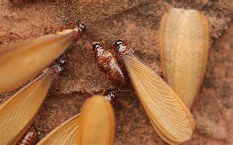 Winged Termites Identification