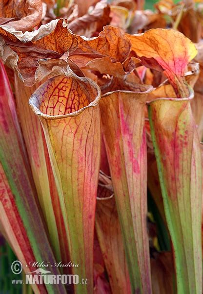 Green pitcher plant Photos, Green pitcher plant Images, Nature Wildlife ...