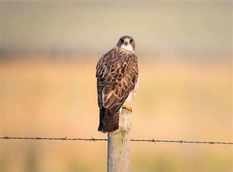 How Long Do Hawks Live? (Oldest Hawks and Lifespan)